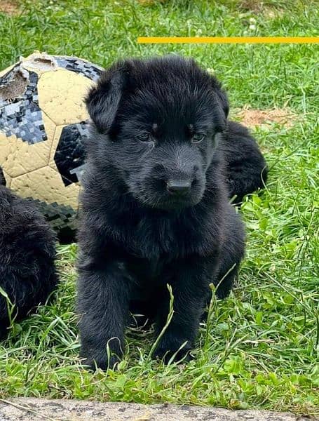 Black shepherd pups available long coated 2