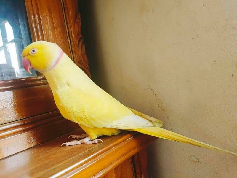 Talking and Tamed Yellow Ringneck 1