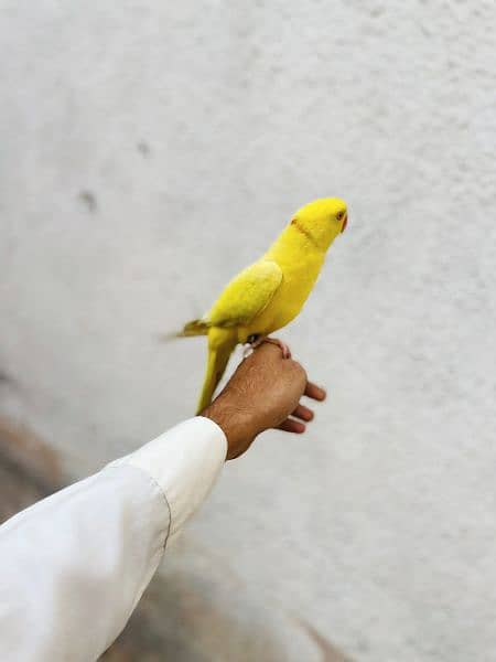 Talking and Tamed Yellow Ringneck 2