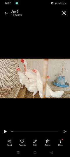 Heera and light bharama eggs and chicks