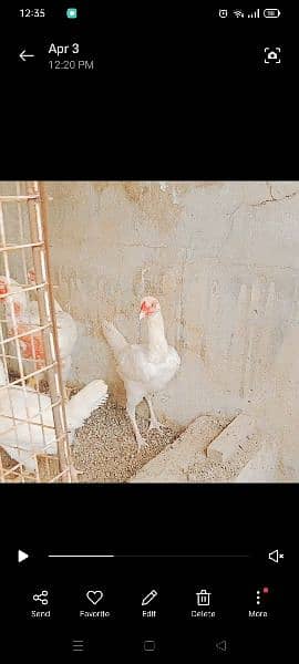 Heera and light bharama eggs and chicks 1