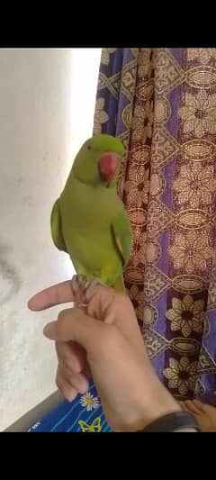 Single 5500 Hand Tamed Friendly Green Ring Neck Male Female Parrot's