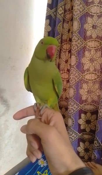 Single 5500 Hand Tamed Friendly Green Ring Neck Male Female Parrot's 1