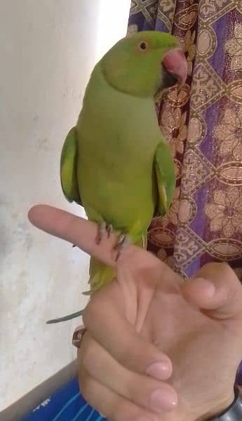 Single 5500 Hand Tamed Friendly Green Ring Neck Male Female Parrot's 2