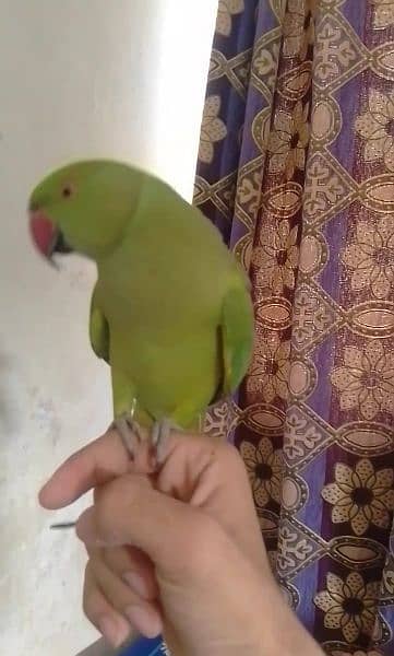Single 5500 Hand Tamed Friendly Green Ring Neck Male Female Parrot's 3