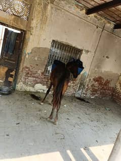horse for sale urgent 0