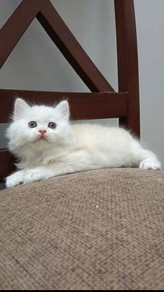persian triple coat male kitten available for sale