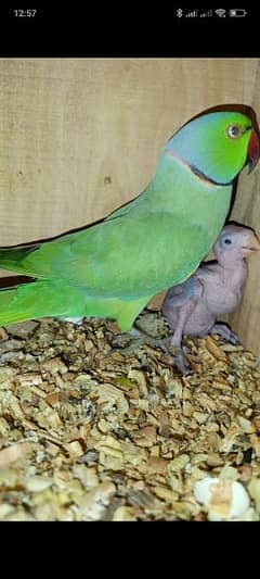 ringneck parrot babies single 0