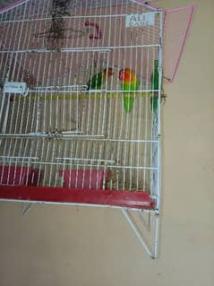 green fishe beeder pair for sale 0