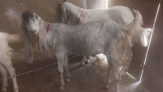avaible 10 goats in good price