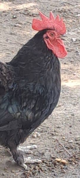 black bantam pair looking for new shelter 3