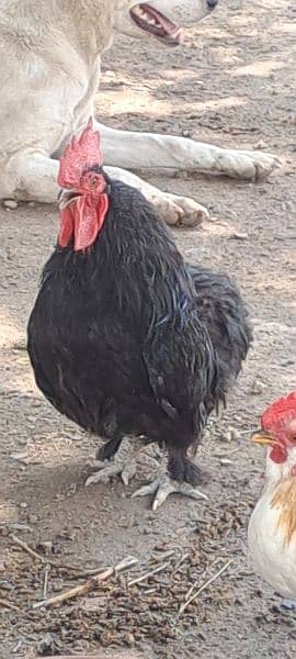 black bantam pair looking for new shelter 4