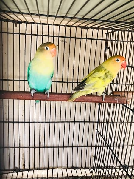 love bird breeder pair 1