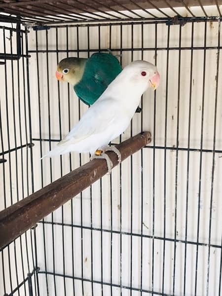 love bird breeder pair 4