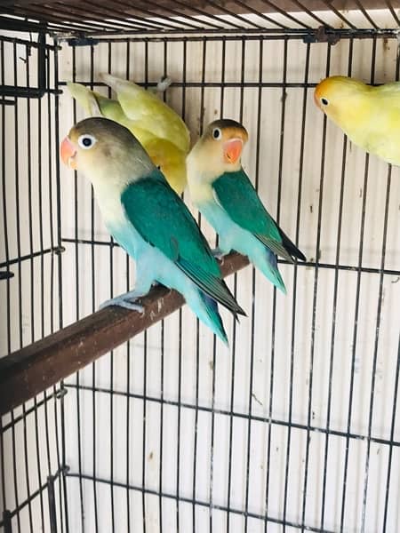 love bird breeder pair 6