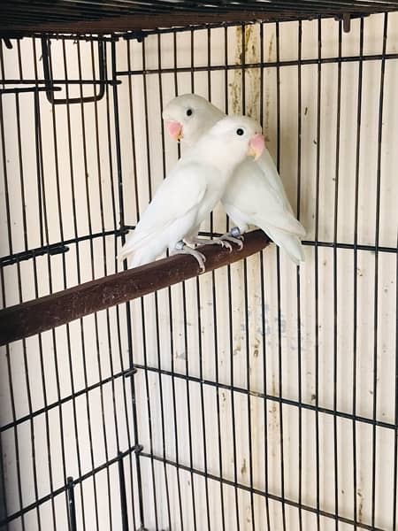 love bird breeder pair 7