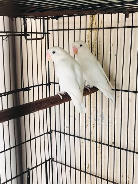 love bird breeder pair 8