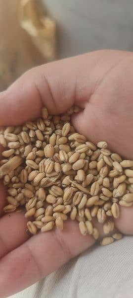 wheat for sale at wapda town lahore 3