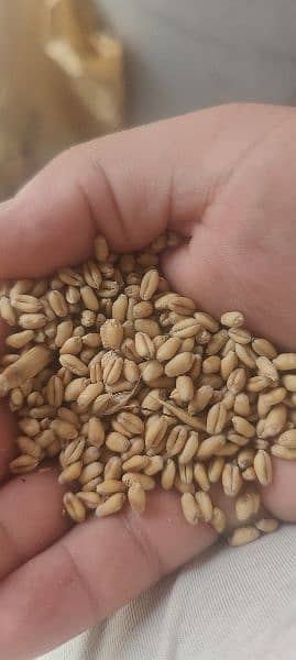 wheat for sale at wapda town lahore 4