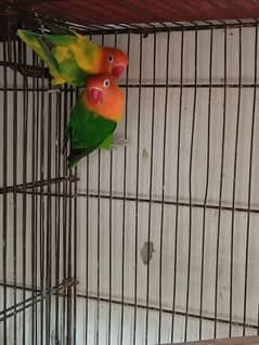 green opaline split blue and green fisher breeder pair for sale