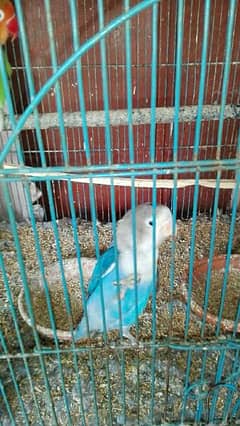 love bird breeder pair for sell read add fast 0