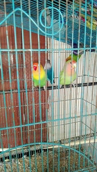 love bird breeder pair for sell read add fast 1