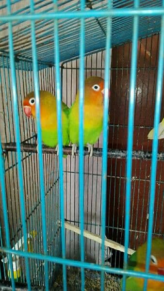 love bird breeder pair for sell read add fast 2