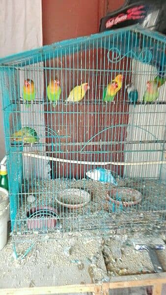 love bird breeder pair for sell read add fast 3