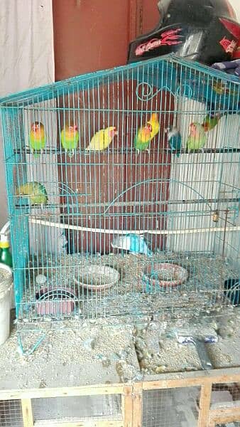 love bird breeder pair for sell read add fast 4
