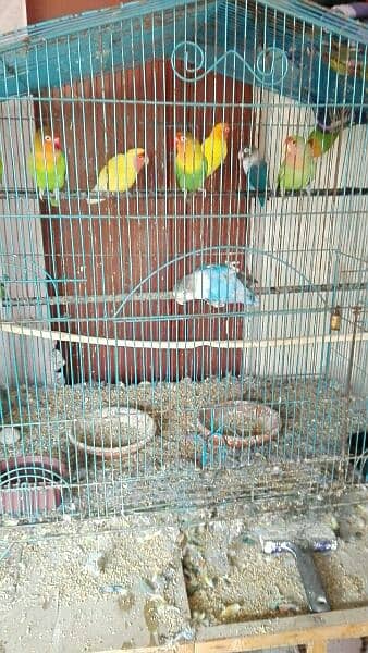 love bird breeder pair for sell read add fast 5