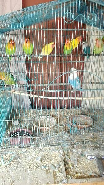 love bird breeder pair for sell read add fast 6