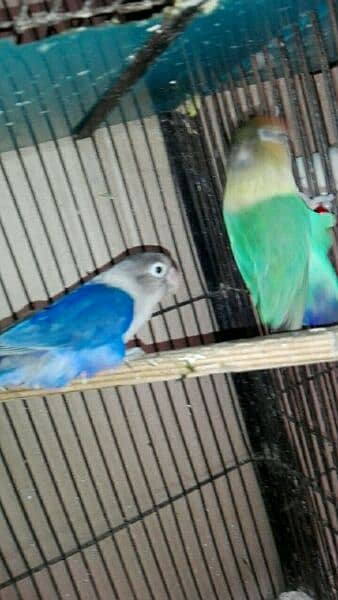 love bird breeder pair for sell read add fast 7