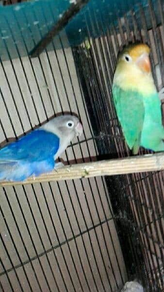 love bird breeder pair for sell read add fast 10
