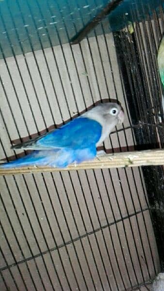 love bird breeder pair for sell read add fast 11