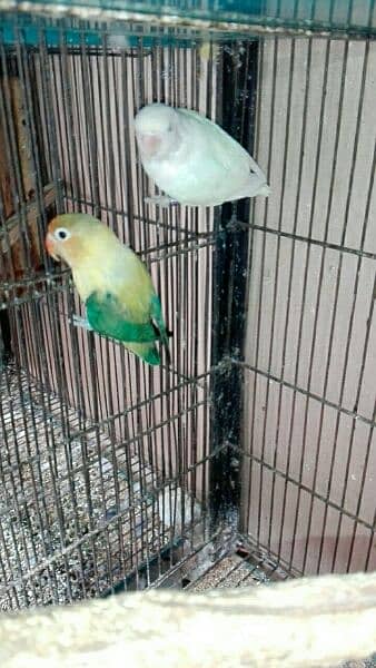 love bird breeder pair for sell read add fast 14