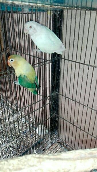 love bird breeder pair for sell read add fast 15