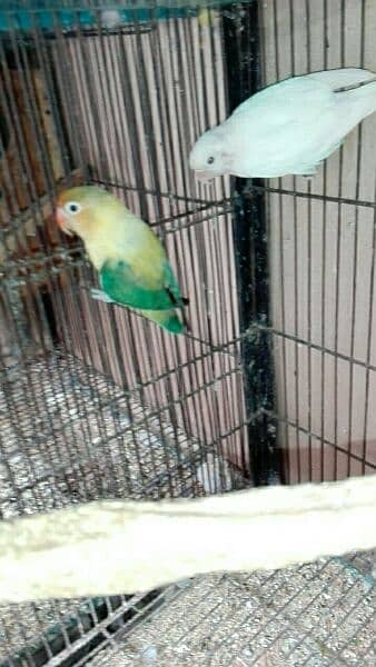 love bird breeder pair for sell read add fast 16