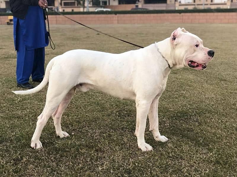 dogo argentino puppies kcp pedigree 6