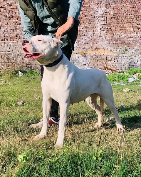 dogo argentino puppies kcp pedigree 8