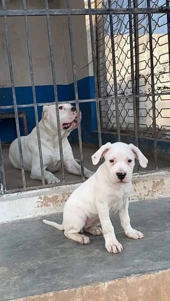 dogo argentino puppies kcp pedigree 9