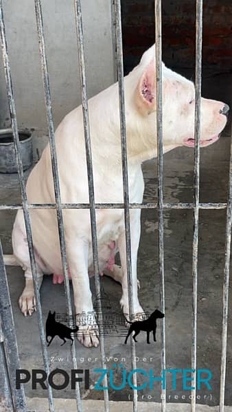 dogo argentino puppies kcp pedigree 10