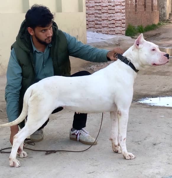 dogo argentino puppies kcp pedigree 11