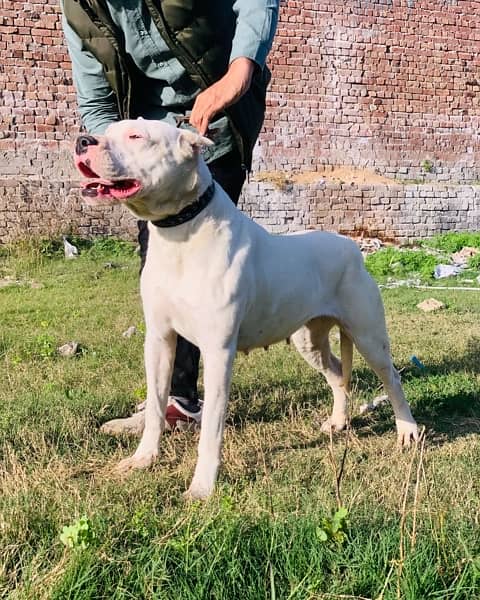 dogo argentino puppies kcp pedigree 12