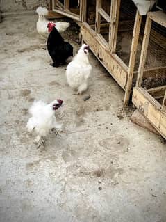 2 Silkie Males breeder READY To BREED 0