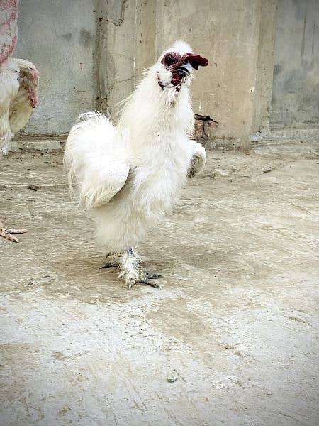 2 Silkie Males breeder READY To BREED 1