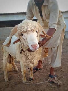 long tail  marino sheeps for qurbani & breeding