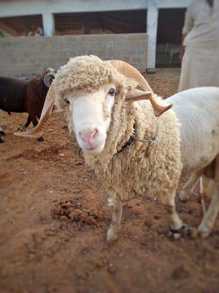 long tail  marino sheeps for qurbani & breeding 1