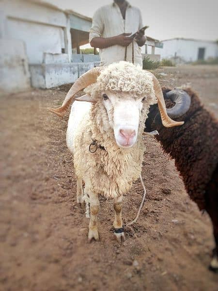 long tail  marino sheeps for qurbani & breeding 2