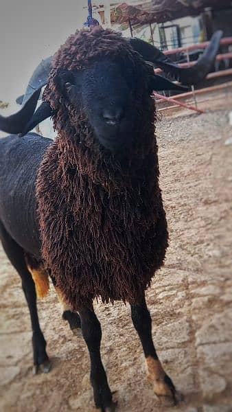 long tail  marino sheeps for qurbani & breeding 3