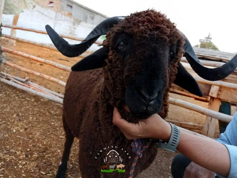 long tail  marino sheeps for qurbani & breeding 5